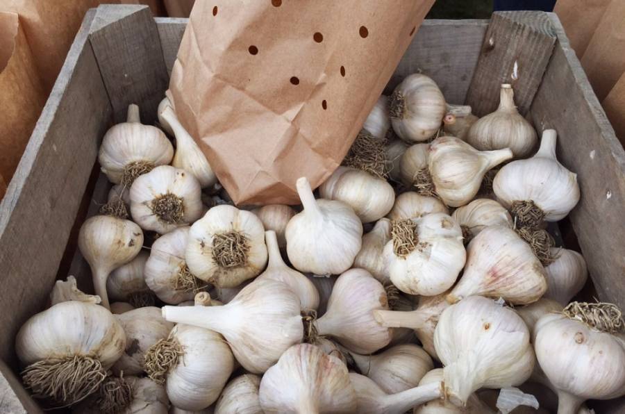 garlic-fest-4-1000x662